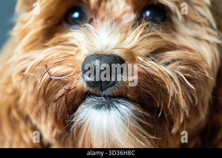 Le nez et le museau d'un chiot moelleux en gros plan extrême, avec une texture riche et des détails charmants qui mettent en valeur les traits doux et la fourrure douce du chien. Banque D'Images