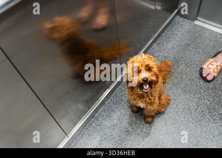 Chien brun moelleux assis sur le sol près d'une porte d'ascenseur, levant les yeux avec curiosité et excitation, reflétant dans la surface brillante en dessous. Banque D'Images