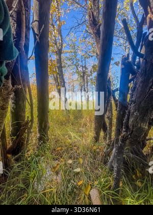 Une scène forestière tranquille montre des troncs élancés, des herbes ensoleillées et des feuilles d'automne éparpillées. Une clairière ouverte révèle un ciel bleu vif, évoquant le calme Banque D'Images