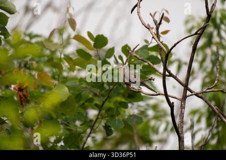 Colombe de deuil (Zenaida macroura) sur une branche d'arbre, Tyson's Corner, Virginie, États-Unis Banque D'Images