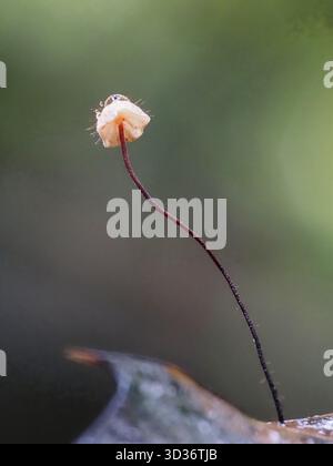 Un champignon Holly Parachute, Marasmius hudsonii, avec une goutte de pluie sur son chapeau. Plymouth, Royaume-Uni. Banque D'Images