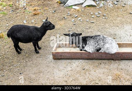 Deux chèvres dans une ferme, une chèvre noire se trouve à l'intérieur d'une mangeoire en bois tandis qu'une autre chèvre noire se tient à proximité et la regarde. Scène d'animaux ruraux en plein jour Banque D'Images