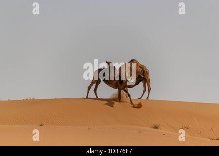 Deux dromadaires chameaux, l'un sombre et l'autre clair, se dressent et interagissent sur la crête d'une grande dune de sable doré ondulé Banque D'Images