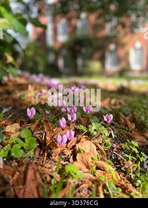 De petites fleurs violettes émergent du sol au début du printemps, avec une vieille maison anglaise en briques légèrement floue en arrière-plan Banque D'Images