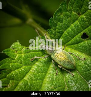 Un charançon vert est perché sur une feuille mettant en valeur sa texture et sa coloration distinctives dans un cadre extérieur luxuriant éclairé par la douce lumière du soleil. Banque D'Images