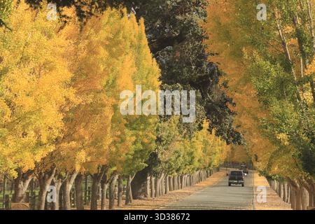 Napa Valley, États-Unis. 4 novembre 2025. Les véhicules circulent sur une route bordée de ginkgo à Napa Valley en Californie, aux États-Unis, 4 novembre 2025. Crédit : Liu Yilin/Xinhua/Alamy Live News Banque D'Images