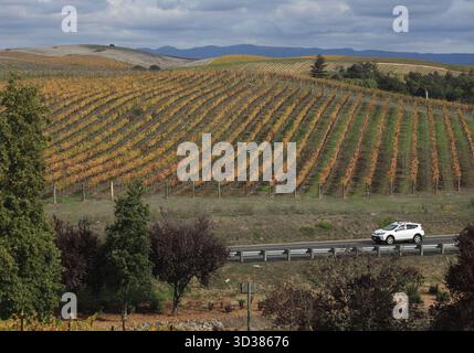 Napa Valley, États-Unis. 4 novembre 2025. Une voiture circule sur une route près d'un vignoble à Napa Valley en Californie, aux États-Unis, 4 novembre 2025. Crédit : Liu Yilin/Xinhua/Alamy Live News Banque D'Images