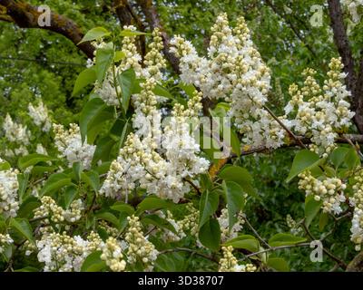 Grappes de fleurs blanches à double lilas en fleurs, pétales luxuriants et feuillage vert riche, capturées dans une lumière naturelle douce, parfaites pour le printemps et les thèmes floraux. Banque D'Images