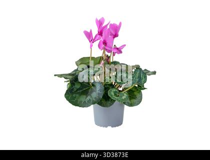 Fleurs de cyclamen rose vif avec des feuilles vertes décoratives dans un pot simple, isolé sur fond blanc. Idéal pour la conception florale, le contenu de jardinage, Banque D'Images
