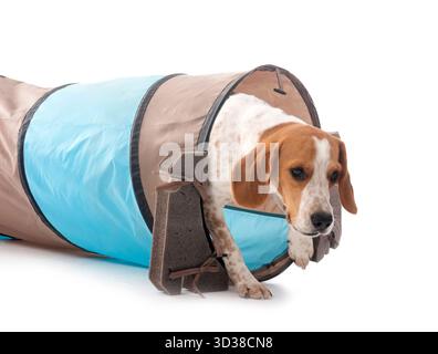 Beagle jeunes in front of white background Banque D'Images