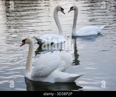 Couple de cygnes amoureux et l'amant rejeté. Focalisation sélective sur le couple. Banque D'Images