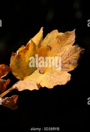 La feuille d'automne isolée se distingue d'un fond presque noir. Banque D'Images