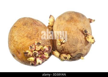 Les pousses de pomme de terre sont de nouvelles pousses de plantes émergeant des yeux ou des bourgeons d'une pomme de terre, ce qui est une partie naturelle de son cycle de vie pour la régénération, un signe que le Banque D'Images