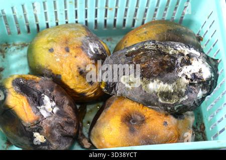 Tas de fruits de mangues pourries en raison d'une maladie fongique, probablement l'anthracnose ou l'oïdium, l'anthracnose est une maladie fongique commune qui affecte la mangue Banque D'Images