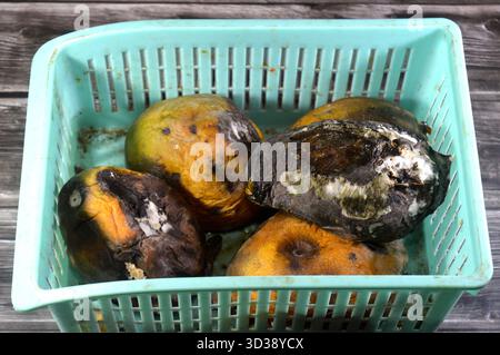 Tas de fruits de mangues pourries en raison d'une maladie fongique, probablement l'anthracnose ou l'oïdium, l'anthracnose est une maladie fongique commune qui affecte la mangue Banque D'Images