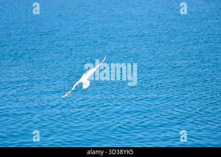 Une mouette solitaire s'élève gracieusement au-dessus de la paisible rivière, ses ailes grandes ouvertes sous la lumière du soleil et les reflets de l'été. Banque D'Images
