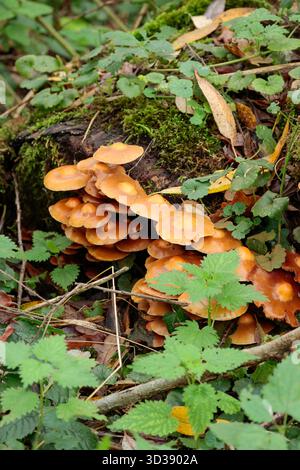 Champignons brun orange gros amas de champignons chapeaux bruns des branchies plus jaunes dans le centre surélevé poussant à partir de bois mort sur le plancher forestier début d'hiver Angleterre Banque D'Images
