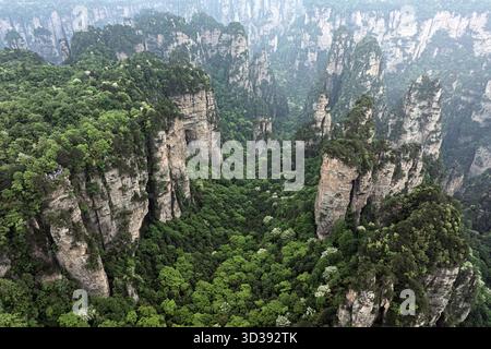 Vue aérienne d'imposants piliers de grès traversant une mer de feuillage vert émeraude dans le parc forestier national de Zhangjiajie, Hunan, Chine. Banque D'Images