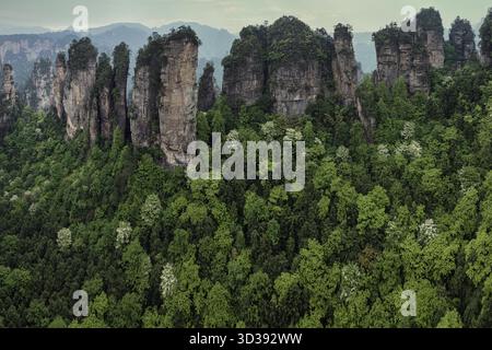 Vue aérienne des piliers de grès déchiquetés s'élèvent majestueusement d'une forêt dense et verdoyante sous un ciel brumeux, Zhangjiajie, Hunan, Chine. Banque D'Images
