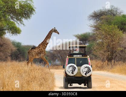 Girafe traverse la route devant le véhicule de safari dans le parc national de Tarangire. Banque D'Images