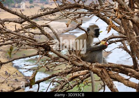 Singe Tarangire vervet (Chlorocebus pygerythrus) mangeant. Banque D'Images
