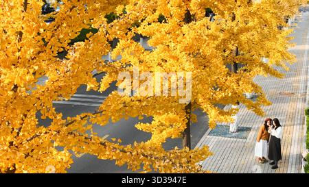 Pékin, Chine. 3 novembre 2025. Une photo de drone prise le 3 novembre 2025 montre des gens admirant des ginkgo dans la ville de Zouping, dans la province du Shandong de l'est de la Chine. Crédit : Dong Naide/Xinhua/Alamy Live News Banque D'Images