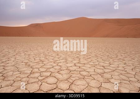 Chameaux morts à Deadvlei Namibie Banque D'Images
