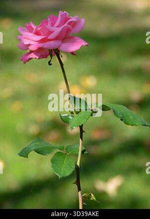 Rose rose dans la lumière du soleil d'automne Banque D'Images