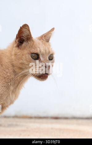 Chat préparant l'attaque, félin prédateur dans l'immobilité, chat tendu fixé sur la proie, félin alerte prêt à sauter sur la cible, tir dynamique capturant le chat Banque D'Images
