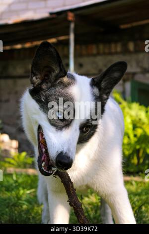 Noir et blanc un chien Husky mélangé avec un Husky avec hétérochromie chien Husky avec un bâton dans sa bouche Banque D'Images