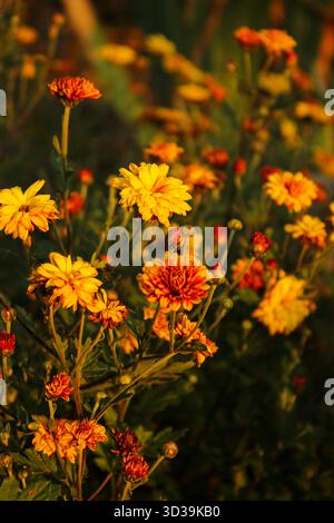 Fleurs d'automne orange chrysanthème multiflora Chrysanthemum multiflora sphérique orange Banque D'Images