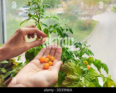 Gros plan des bras de la femme examinant la petite plante de tomates jaunes cultivée au pays dans le pot sur le balcon. Hobby - culture de mini légumes, tomates naines dans la maison, jardinage en intérieur, vie durable. Banque D'Images