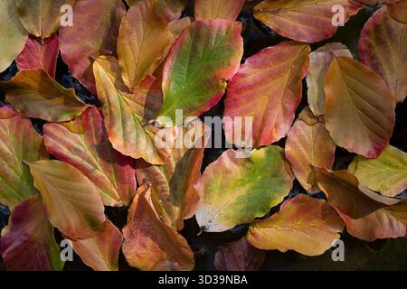 Arrière-plan et gros plan de nombreuses feuilles d'automne colorées flottant sur l'eau calme. Les feuilles brillent dans les tons de rouge, vert et jaune. Banque D'Images