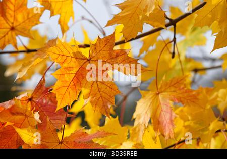 feuilles de sycomore automnal jaune doré sur arbre, norfolk, angleterre Banque D'Images