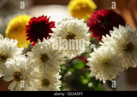 bouquet de chrysanthèmes de jardin rétroéclairé par derrière Banque D'Images
