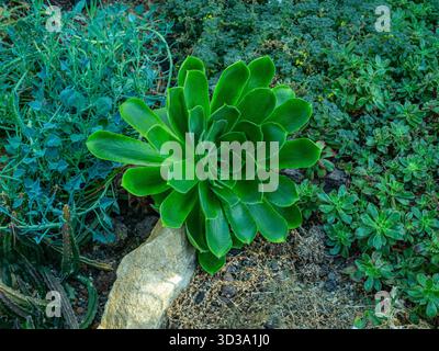 Gros plan sur les feuilles vertes du petit jardin tendre succulent aeonium simsii Banque D'Images