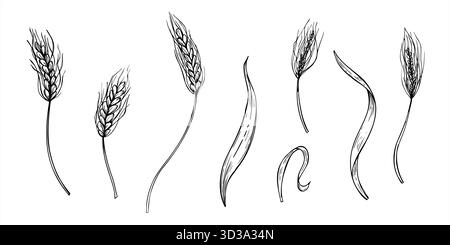 Épi de prairie avec des graines et des feuilles monochrome vecteur clip art peint par des encres noires. Jeu de dessin de gravure d'oreilles de blé. Eléments de récolte automnale Illustration de Vecteur