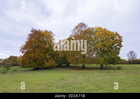 Arbres d'automne avec feuillage coloré dans une prairie, hêtre, réserve de biosphère d'Alb souabe, Bade-Wuerttemberg, Allemagne Banque D'Images