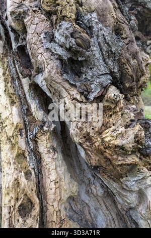 Vue détaillée de l'écorce d'arbre avec structure et texture de bois accentuées, hêtre, zone de biosphère d'Alb souabe, Bade-Wuertemberg, Allemagne Banque D'Images
