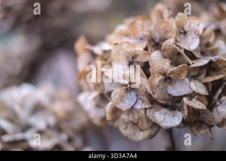 Gros plan d'hortensias fanées dans des tons doux de brun montrant une transitoires automnales, Muensterland, Rhénanie du Nord-Westphalie, Allemagne Banque D'Images