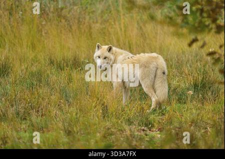 Loup regarde par-dessus son épaule dans un environnement ouvert et automnal, loup arctique (Canis lupus arctos) Banque D'Images