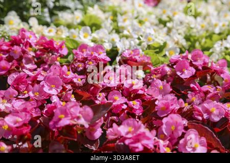 Bégonia de glace (Begonia semperflorens), bégonia de parterre de fleurs, oeil de Dieu, fleurs blanches et roses, fleurs, plantes, jardins, Bade-Wuertemberg, Allemagne Banque D'Images