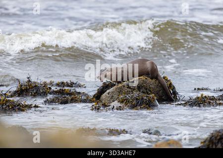 Loutre européenne Lutra lutra, alimentation des adultes sur les rochers, île de Mull, Écosse, Royaume-Uni, avril Banque D'Images