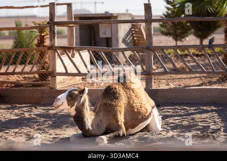 Un dromadaire chameau repose sur le sol. Chameau dans un corral sur une ferme de chameaux au Maroc. Banque D'Images