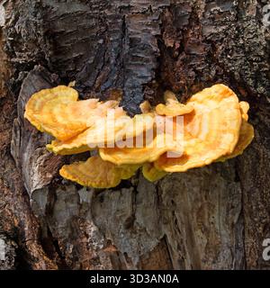 Soufre Porling, Laetiporus sulfureus, en gros plan Banque D'Images