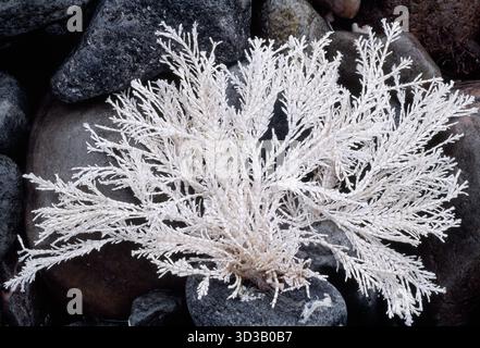Algue de mauvaises herbes de corail (Corallina officinalis) blanchie, spécimen mort échoué sur la rive rocheuse, Berwickshire, Écosse, janvier Banque D'Images