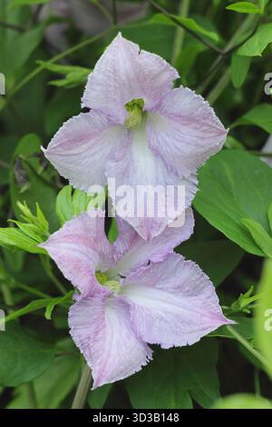 Clematis viticella Betty Corning, grimpeur caduque de taille moyenne aux fleurs mauves pâles. Banque D'Images