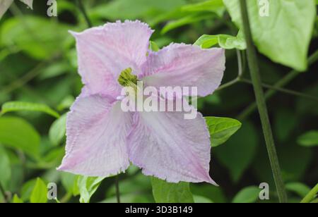 Clematis viticella Betty Corning, grimpeur caduque de taille moyenne aux fleurs mauves pâles. Banque D'Images