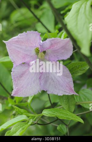 Clematis viticella Betty Corning, grimpeur caduque de taille moyenne aux fleurs mauves pâles. Banque D'Images