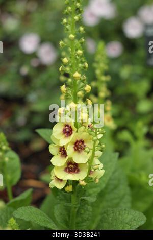 Verbascum Dark Eyes, floraison estivale compacte vivace avec des pointes de fleurs jaune pâle en juin Banque D'Images